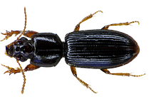 pest control in panchkula