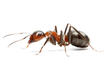 pest control in panchkula