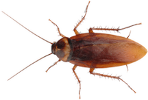 cockroach pest control in panchkula