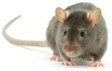 pest control in panchkula