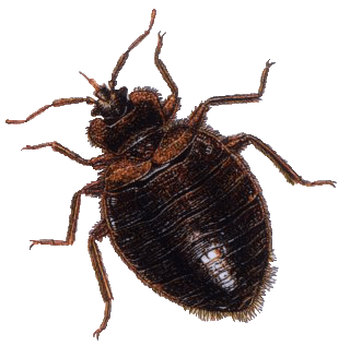bedbug pest control in panchkula