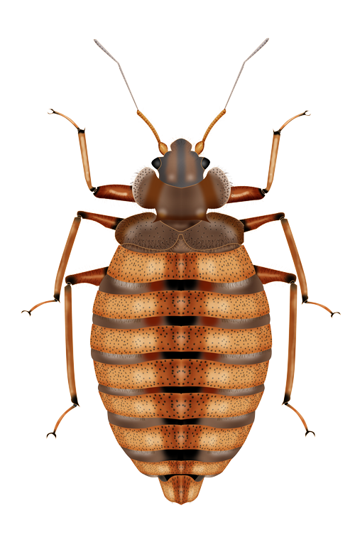 bedbug2 pest control in panchkula