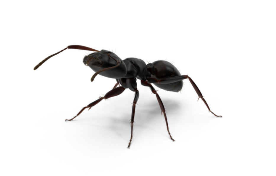 black ant2 pest control in panchkula