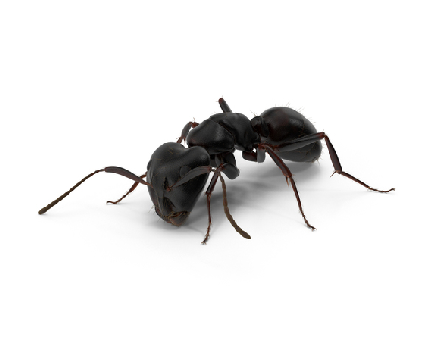blackant pest control in panchkula
