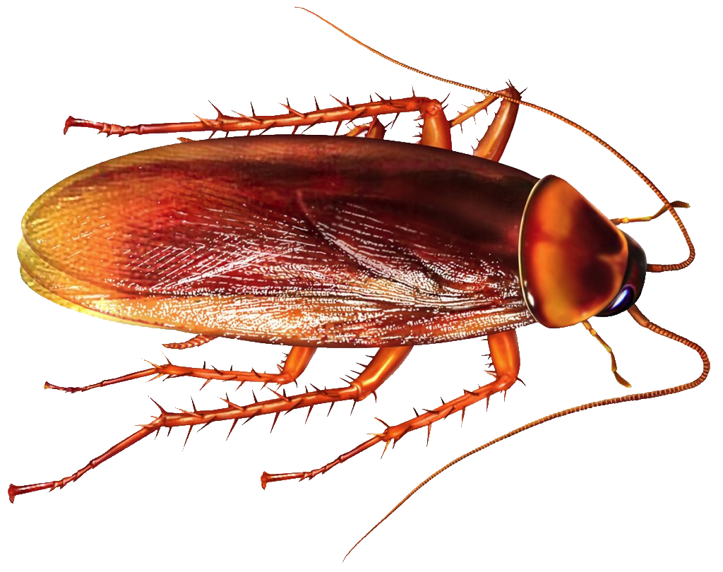 cockroach1 pest control in panchkula