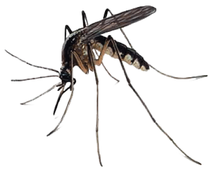 mosquitoes1