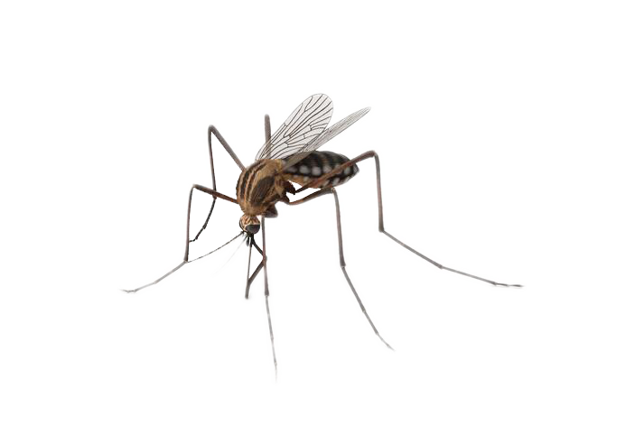 mosquitoes2
