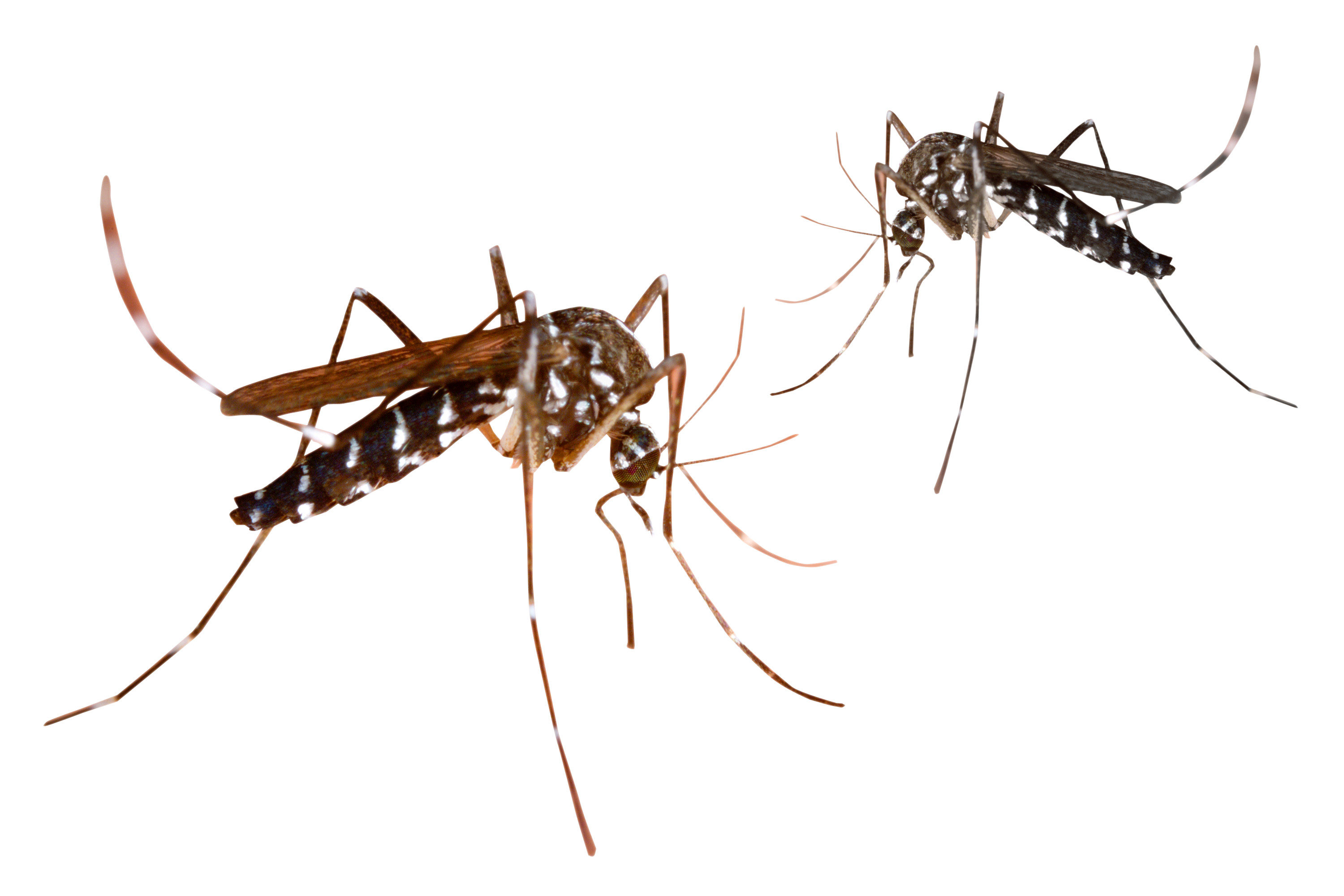mosquitoes3