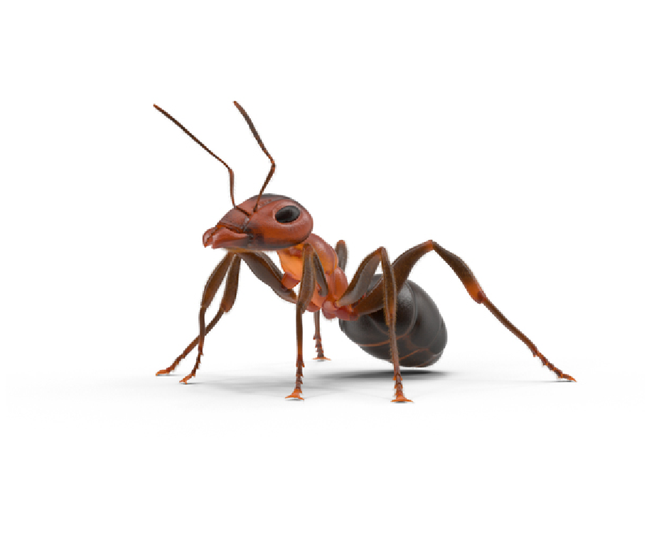 redant pest control in panchkula