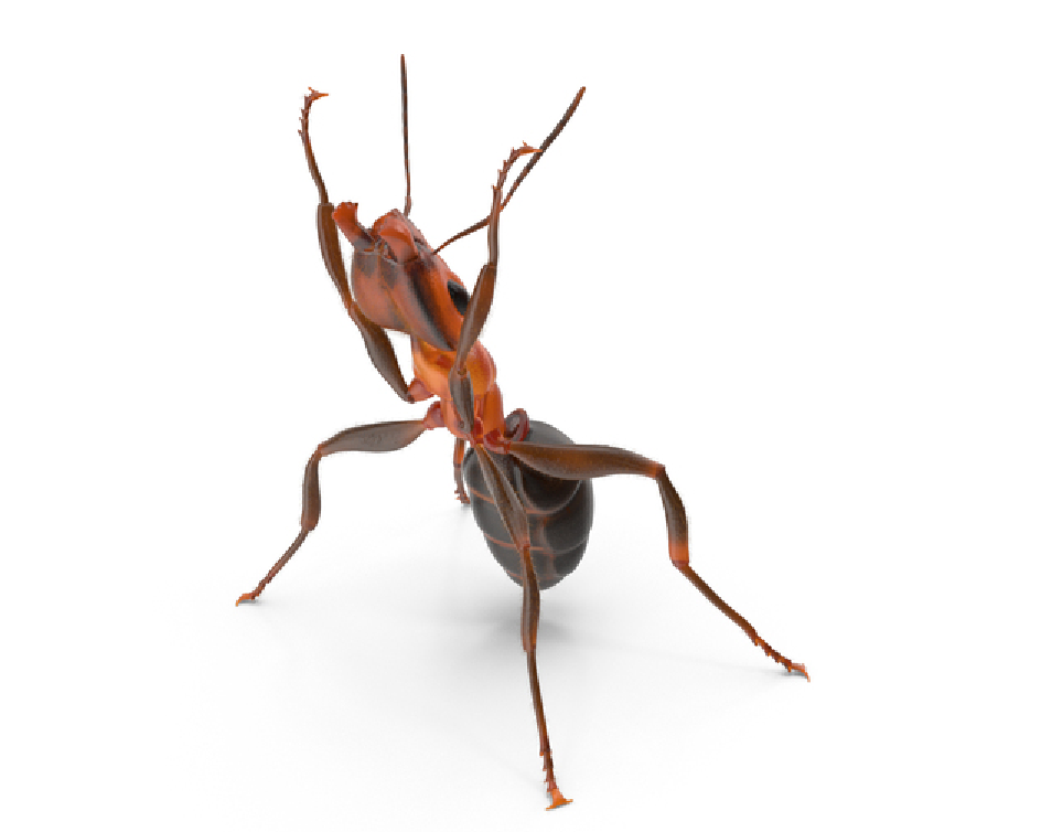 redant2 pest control in panchkula