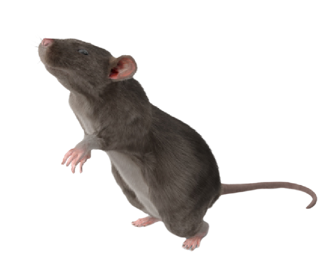rodent22