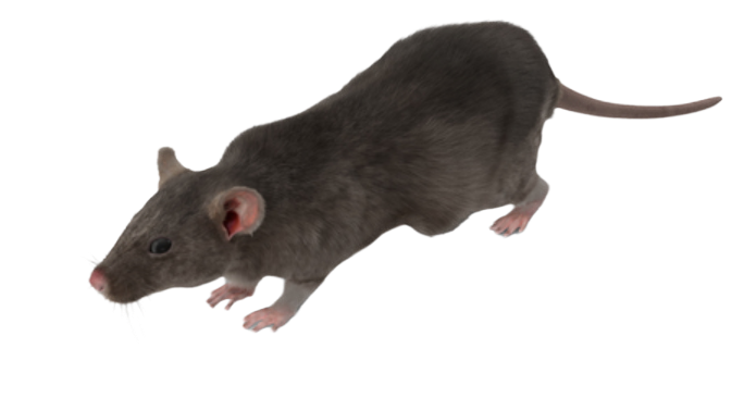 rodent33