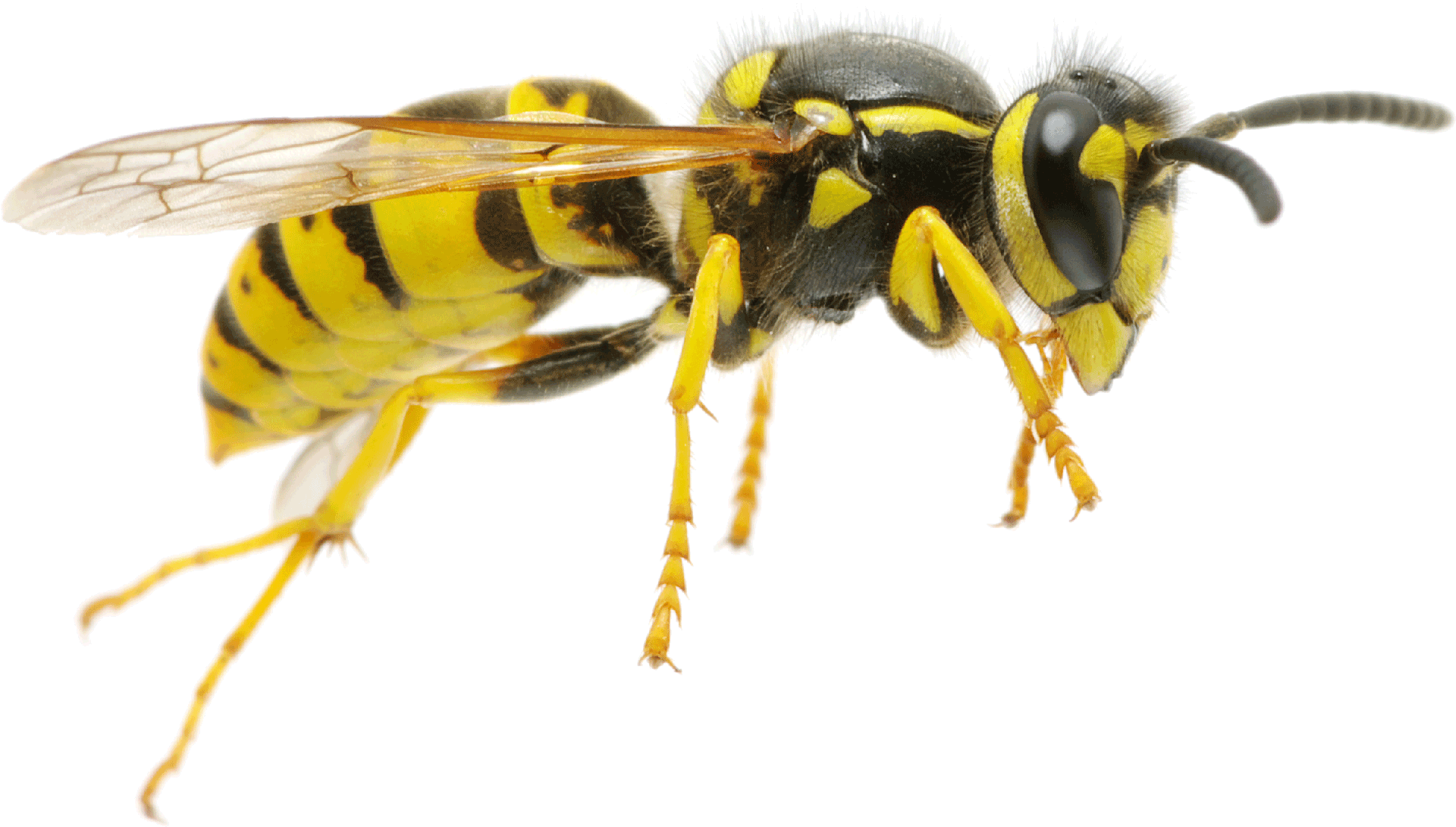wasp1