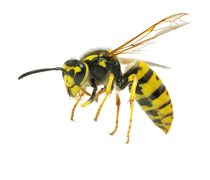 wasp2
