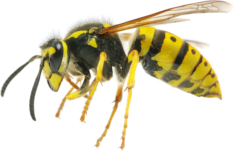 wasp3