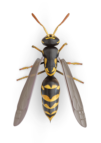 wasp4